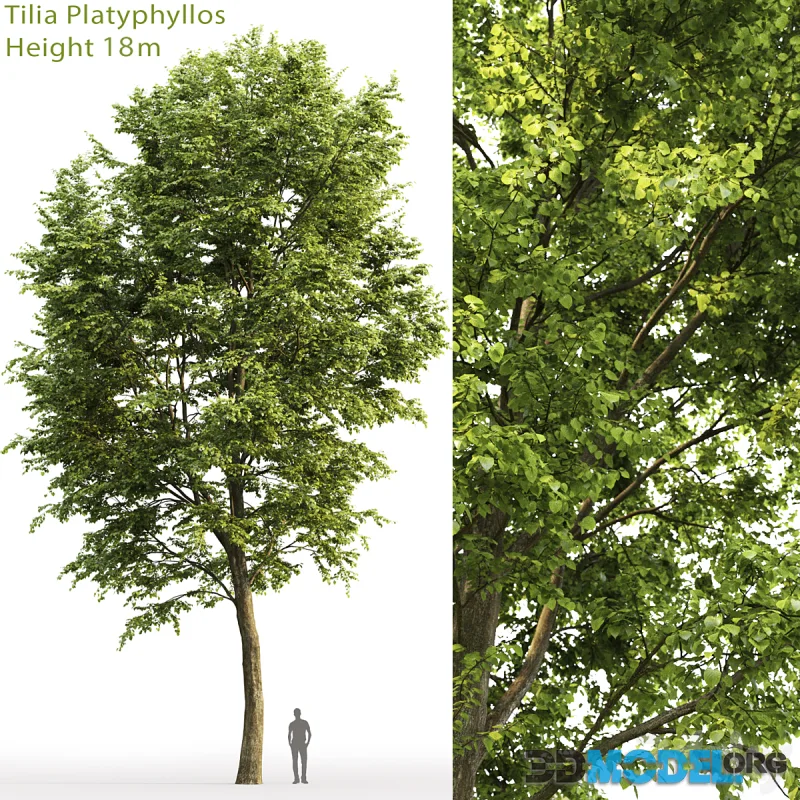 Tilia platyphyllos 18m