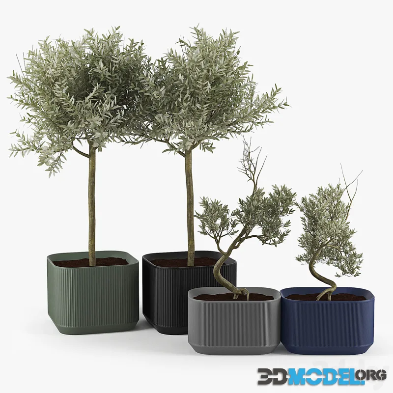 Urbilis Olive Tree