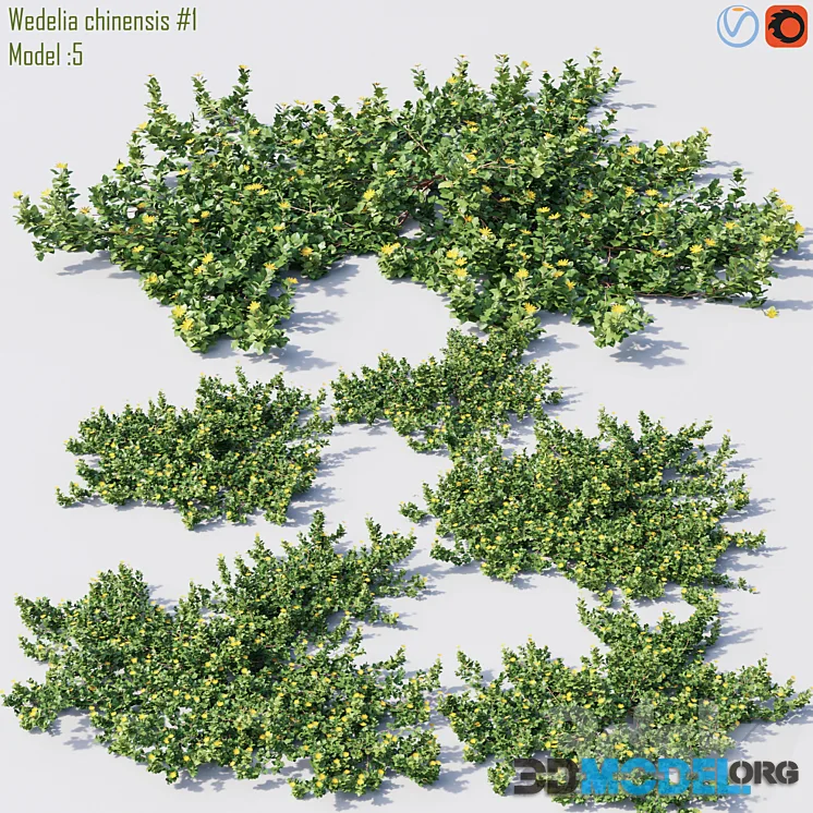 Wedelia chinensis # 1