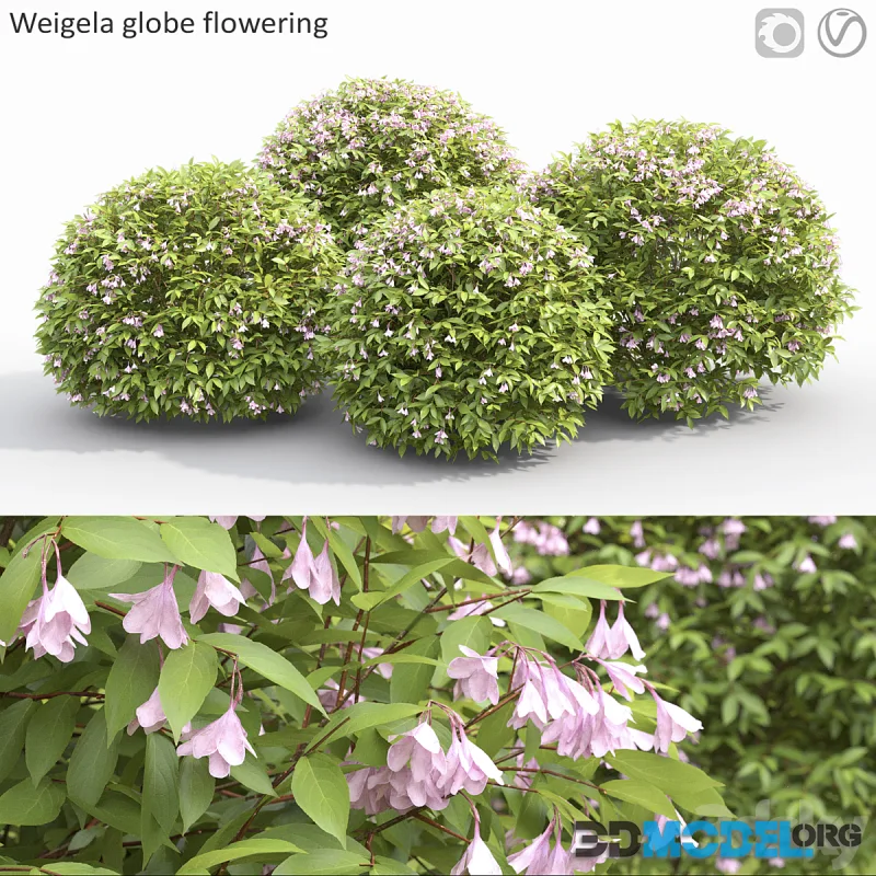 Weigela globe