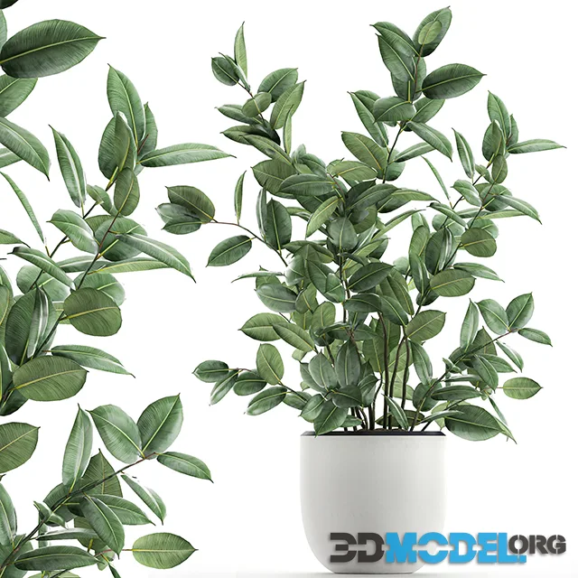 A beautiful indoor bush of a lush tree in a white pot Ficus elastica, robusta. Set 649