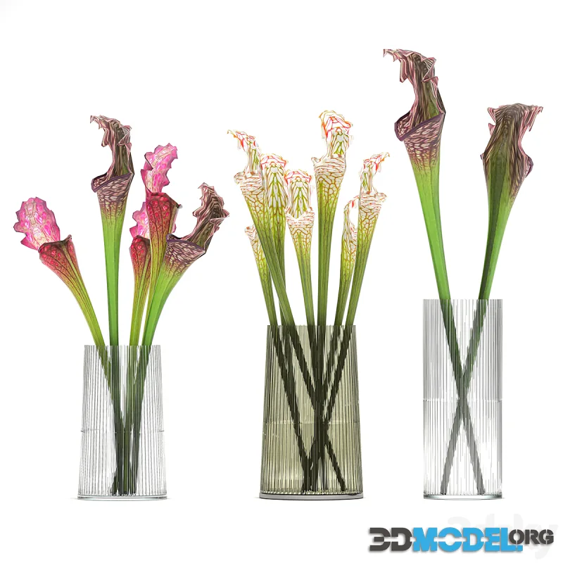 A set of exotic bouquets of Saracenia flowers in glass vases. 180