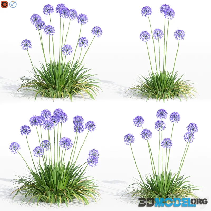 Agapanthus Collection for design