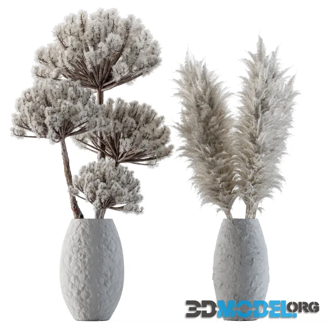 Dry plants 22 - Big Pampas asteroid Pot