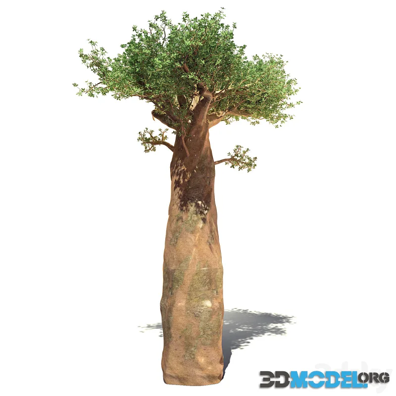 madagaskar baobab