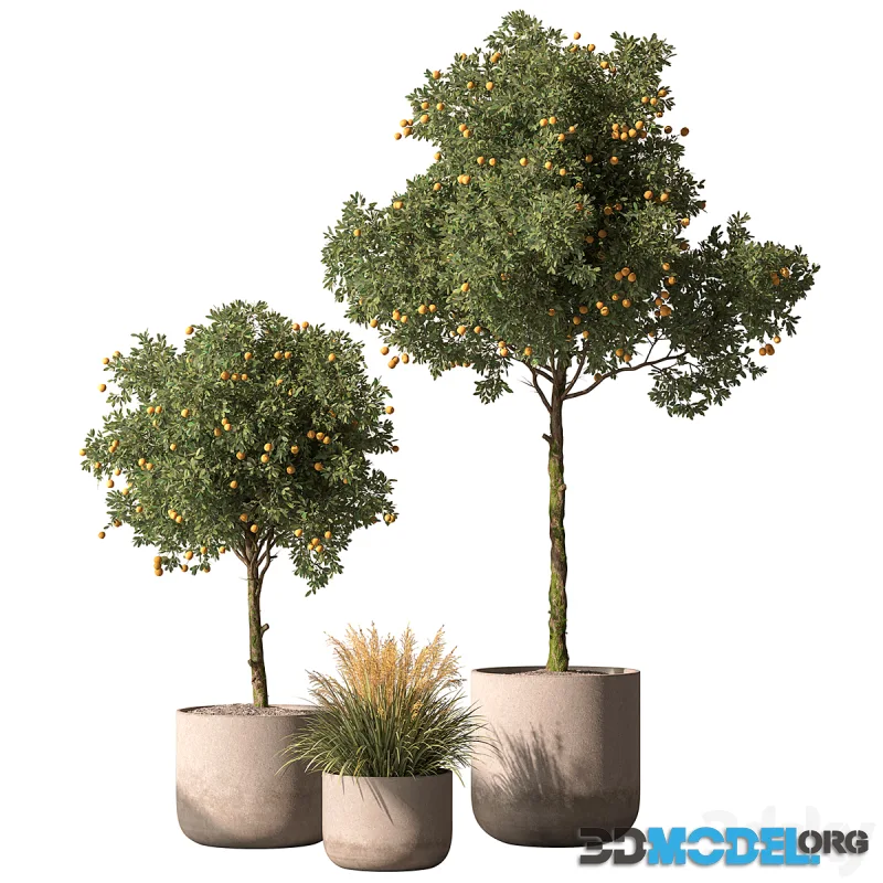 Outdoor Plant 698 - Lemon Tree