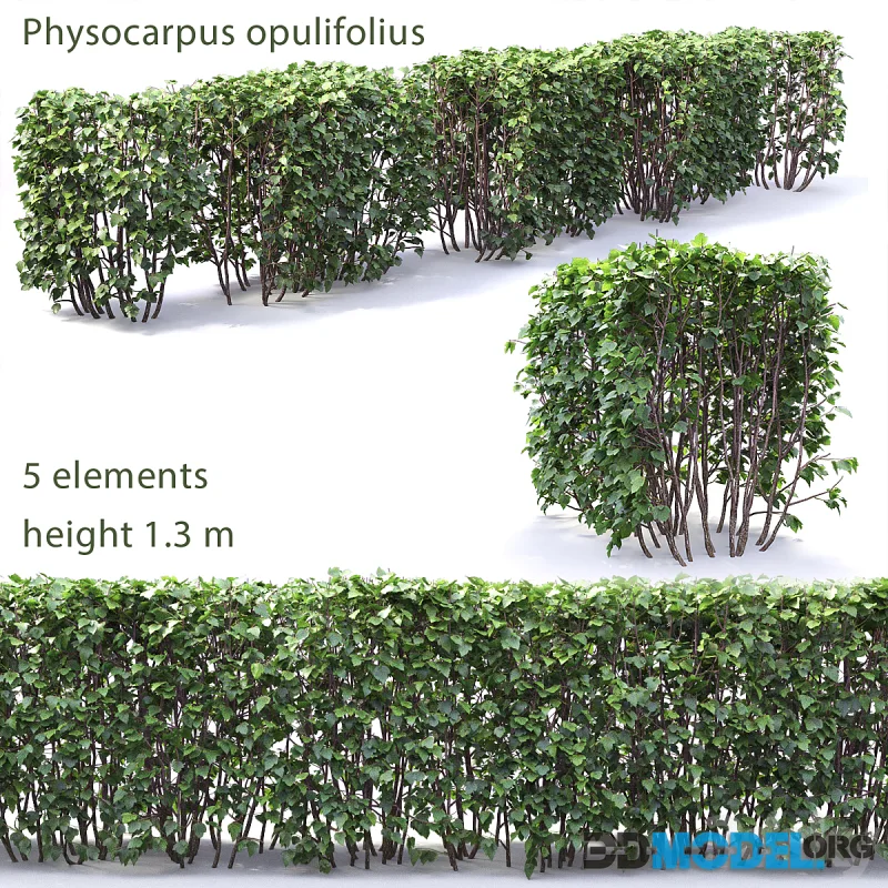 Physocarpus hedge # 1