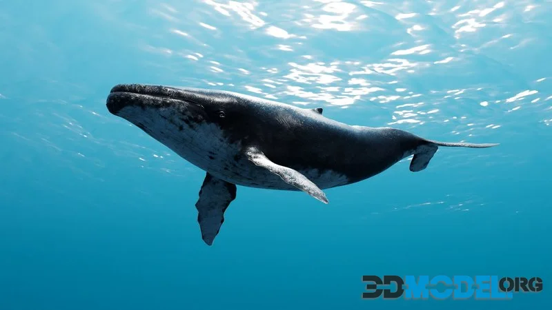 Realistic Humpback Whale (PBR)