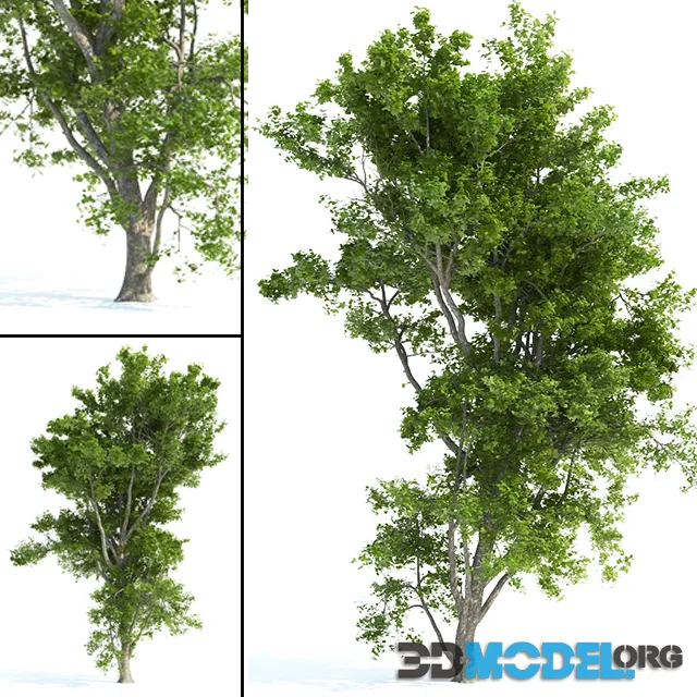 Spring tree_1