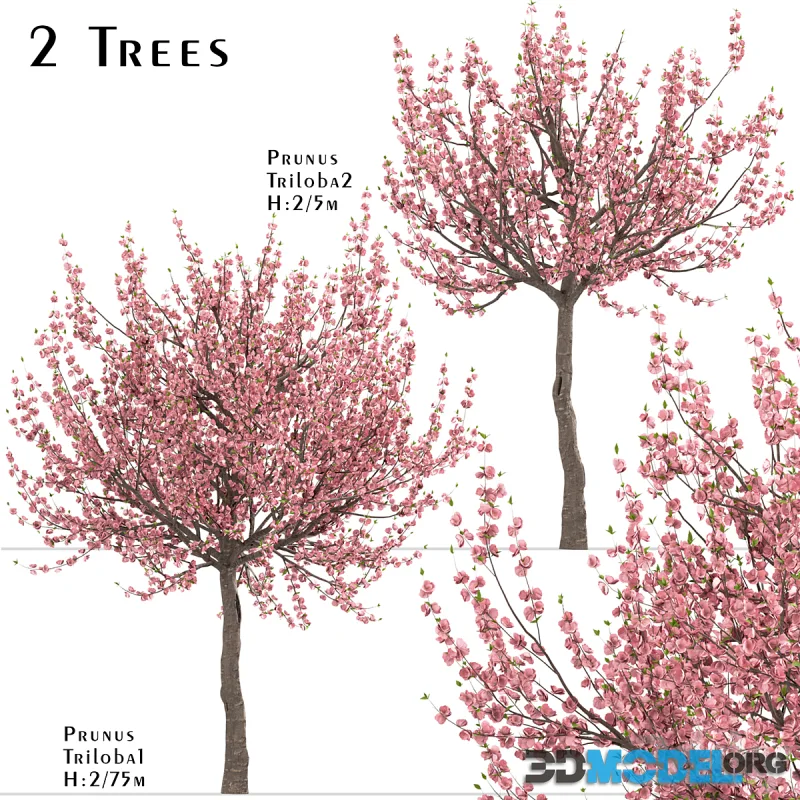 Set of Prunus Triloba Trees (Flowering Almond) (2 Trees)