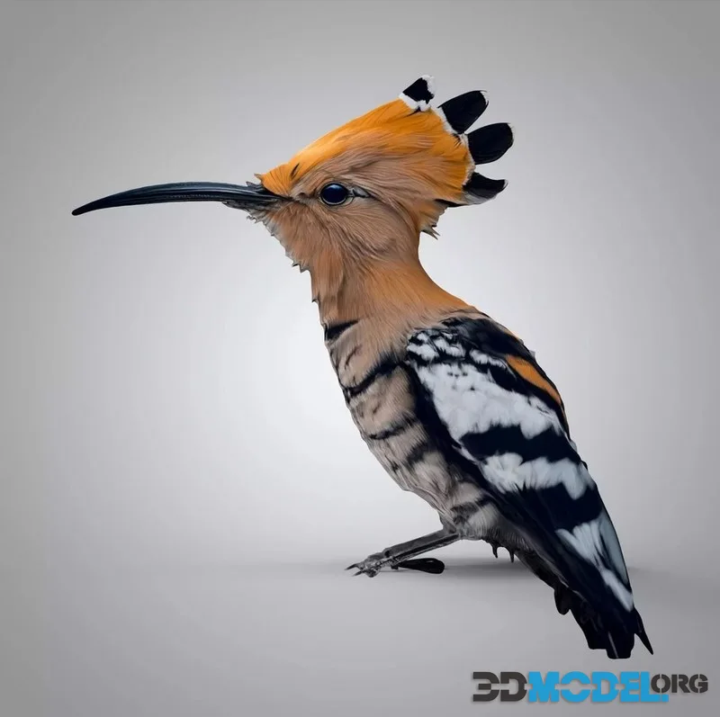 The hoopoe (PBR)